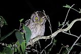 Peruvian Screech-Owl